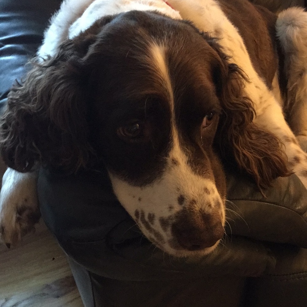 Meet your Posher, Louella